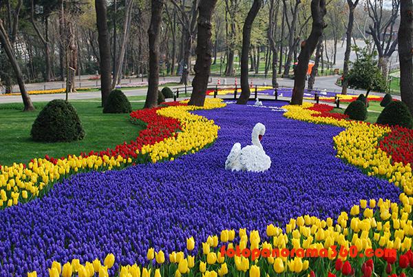 Bunga Tulip Daerah Turki1